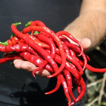 Chili Hair (Kil Biber) (Schärfe 5) (Samen)