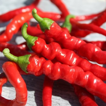 Chili Hair (Kil Biber) (Schärfe 5) (Samen)