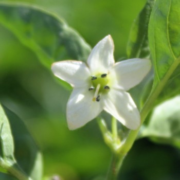 Chili Hair (Kil Biber) (Schärfe 5) (Samen)