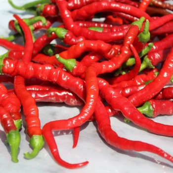 Chili Hair (Kil Biber) (Schärfe 5) (Samen)