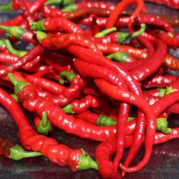 Chili Hair (Kil Biber) (Schärfe 5) (Samen)