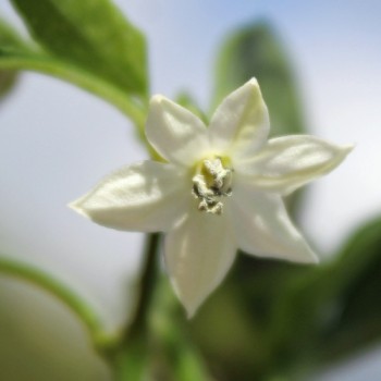 Neu! Chili Intergalactic (panaschiert) (Schärfe 5) (Samen)