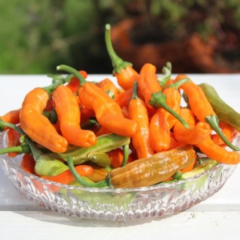 Neu! Chili Intergalactic (panaschiert) (Schärfe 5) (Samen)