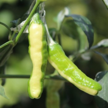Neu! Chili Intergalactic (panaschiert) (Schärfe 5) (Samen)