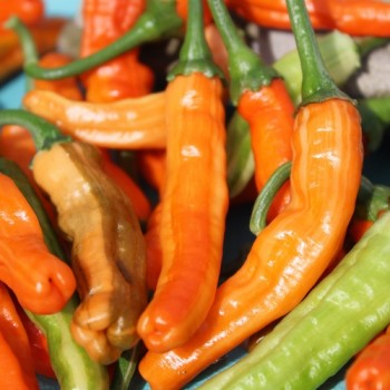 Neu! Chili Intergalactic (panaschiert) (Schärfe 5) (Samen)