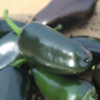 Neu! Chili Jalapeno Black Marrocan (Schärfe 4) (Samen)