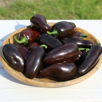 Neu! Chili Jalapeno Black Marrocan (Schärfe 4) (Samen)