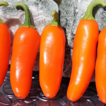 Chili Jalapeno NuMex Orange Spice (Schärfe 2) (Samen)