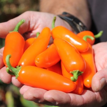 Chili Jalapeno NuMex Orange Spice (Schärfe 2) (Samen)