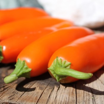 Chili Jalapeno NuMex Orange Spice (Schärfe 2) (Samen)