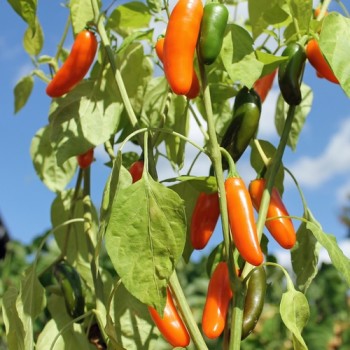 Chili Jalapeno NuMex Orange Spice (Schärfe 2) (Samen)