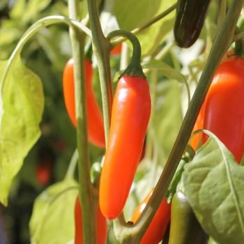 Chili Jalapeno NuMex Orange Spice (Schärfe 2) (Samen)