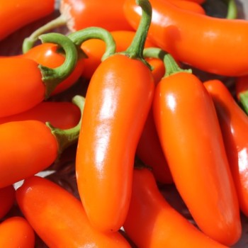 Chili Jalapeno NuMex Orange Spice (Schärfe 2) (Samen)