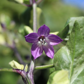 Neu! Chili Kandam (panaschiert) (Schärfe 4) (Samen)