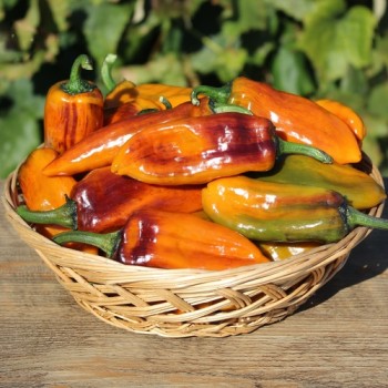 Neu! Chili Kandam (panaschiert) (Schärfe 4) (Samen)