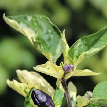 Neu! Chili Kandam (panaschiert) (Schärfe 4) (Samen)