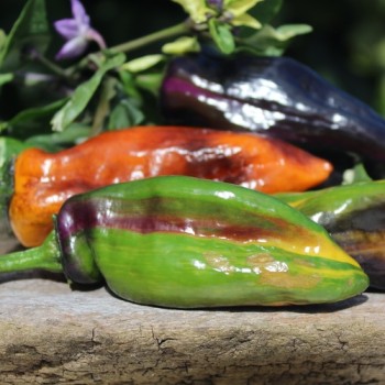 Neu! Chili Kandam (panaschiert) (Schärfe 4) (Samen)