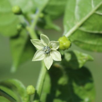 Neu! Chili Khang Starr Lemon Starrburst (Schärfe 10) (Samen)