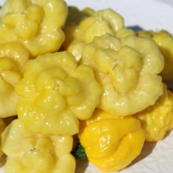 Neu! Chili Khang Starr Lemon Starrburst (Schärfe 10) (Samen)