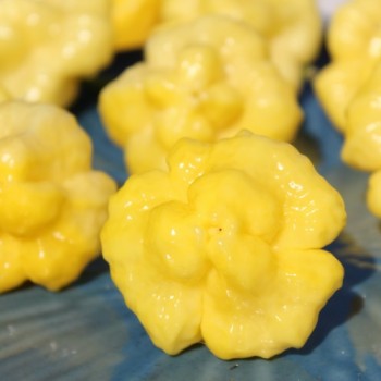 Neu! Chili Khang Starr Lemon Starrburst (Schärfe 10) (Samen)