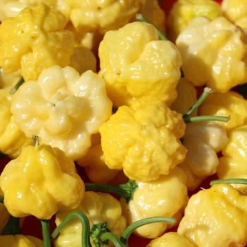 Neu! Chili Khang Starr Lemon Starrburst (Schärfe 10) (Samen)