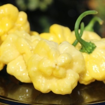 Neu! Chili Khang Starr Lemon Starrburst (Schärfe 10) (Samen)