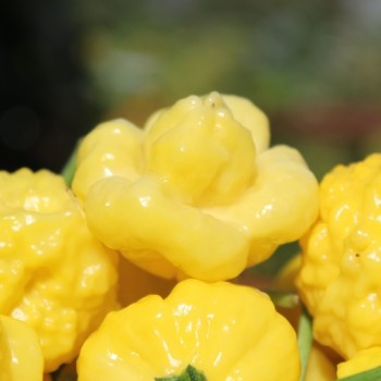 Neu! Chili Khang Starr Lemon Starrburst (Schärfe 10) (Samen)