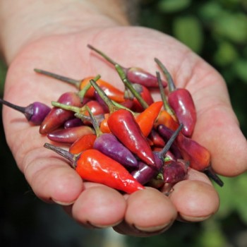 Chili Malaysian Explosive Ember (Schärfe 2) (Samen)