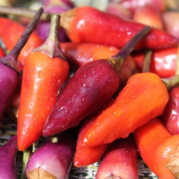 Chili Malaysian Explosive Ember (Schärfe 2) (Samen)