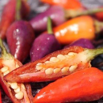 Chili Malaysian Explosive Ember (Schärfe 2) (Samen)