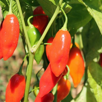 Chili Manabi Sweet (Schärfe 1) (Samen)