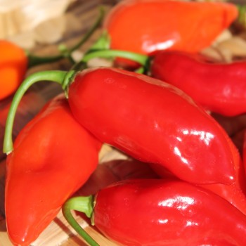 Chili Manabi Sweet (Schärfe 1) (Samen)