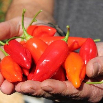 Chili Manabi Sweet (Schärfe 1) (Samen)