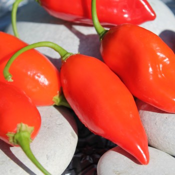 Chili Manabi Sweet (Schärfe 1) (Samen)