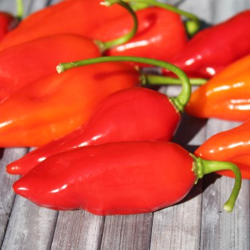 Chili Manabi Sweet (Schärfe 1) (Samen)