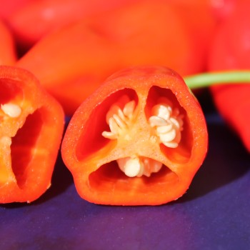 Chili Manabi Sweet (Schärfe 1) (Samen)
