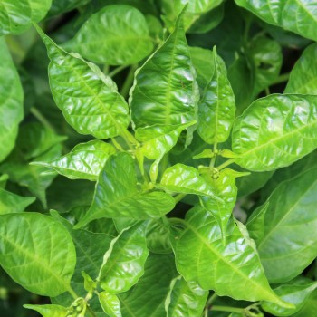 Chili Manabi Sweet (Schärfe 1) (Samen)
