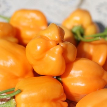 Chili Mango Stumpy (Schärfe 5) (Samen)