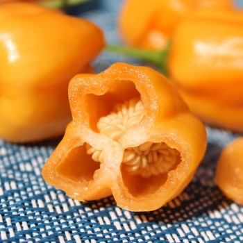 Chili Mango Stumpy (Schärfe 5) (Samen)