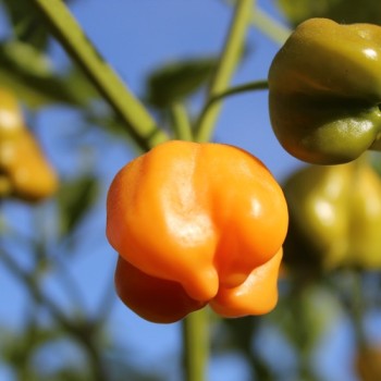 Chili Mango Stumpy (Schärfe 5) (Samen)