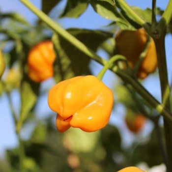 Chili Mango Stumpy (Schärfe 5) (Samen)