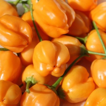 Chili Mango Stumpy (Schärfe 5) (Samen)