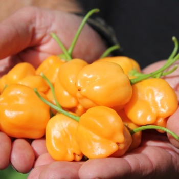 Chili Mango Stumpy (Schärfe 5) (Samen)