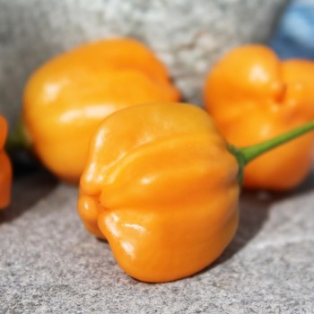 Chili Mango Stumpy (Schärfe 5) (Samen)