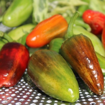 Chili Mattapeno (panaschiert) (Schärfe 5) (Samen)