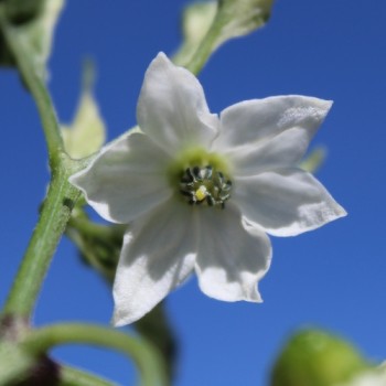 Chili Mattapeno (panaschiert) (Schärfe 5) (Samen)