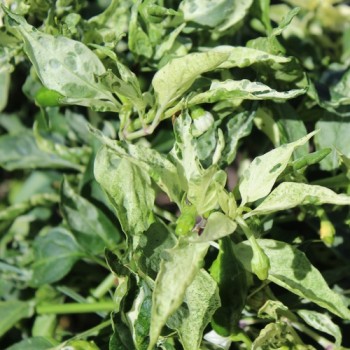 Chili Mattapeno (panaschiert) (Schärfe 5) (Samen)