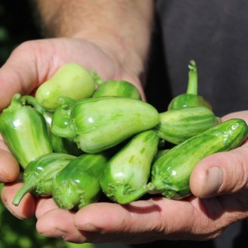 Chili Mattapeno (panaschiert) (Schärfe 5) (Samen)