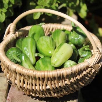 Chili Mattapeno (panaschiert) (Schärfe 5) (Samen)