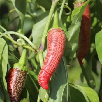 Chili Mini Vezena (Schärfe 3) (Samen)